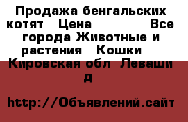 Продажа бенгальских котят › Цена ­ 20 000 - Все города Животные и растения » Кошки   . Кировская обл.,Леваши д.